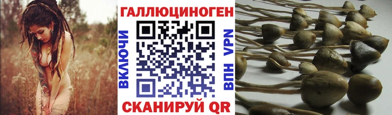 Купить  Луга  Галлюциногенные грибы Psilocybe 